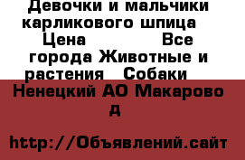 Девочки и мальчики карликового шпица  › Цена ­ 20 000 - Все города Животные и растения » Собаки   . Ненецкий АО,Макарово д.